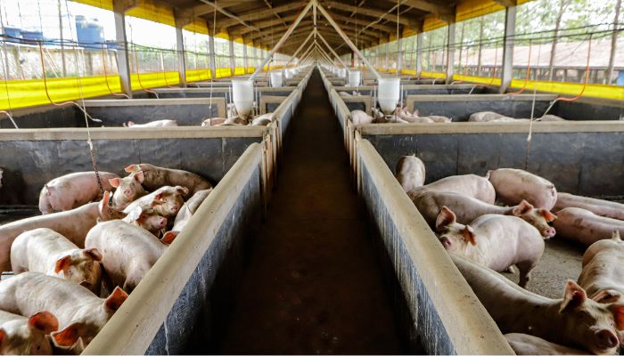  21,3 mil toneladas: exportações paranaenses de suínos têm melhor resultado para março 